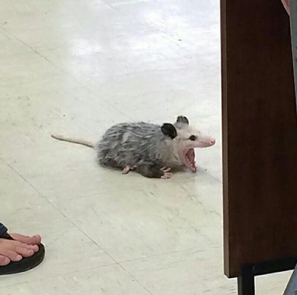 A opossum with its mouth wide open on a white linoleum floor.