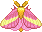 Rosy maple moth.